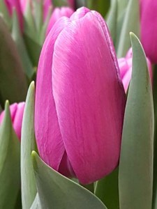 Tulipa Triumph Fortress